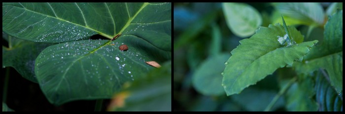 Saint-Vincent Rain Forest Eklaprod